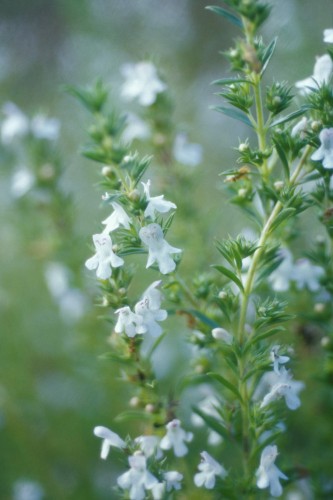 Satureja hortensis Seeds | Summer Savory
