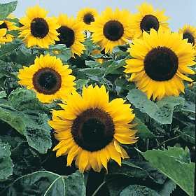 Helianthus annuus Seeds | Sunflower