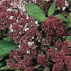 Ocimum basilicum Seeds | Magical Michael Basil