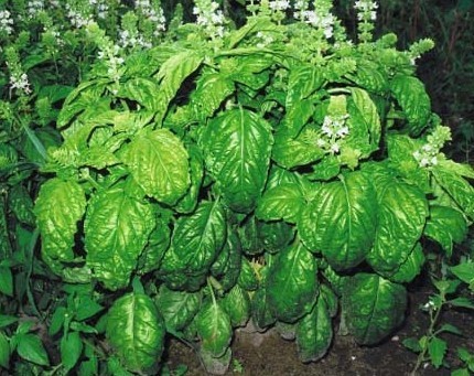 Ocimum basilicum Seeds | Italian Large Leaf Basil