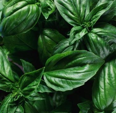 Sweet Basil seeds (Ocimum basilicum) Sweet Basil seeds (Ocimum basilicum)