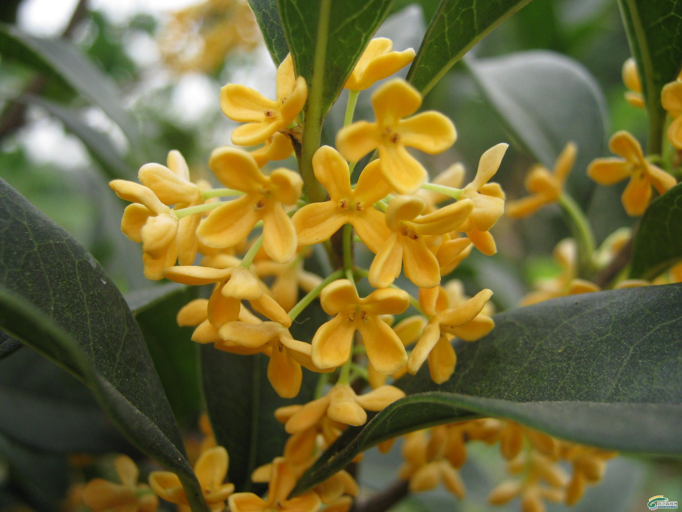 Osmanthus fragrans Seeds | Sweet Osmanthus
