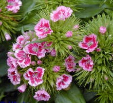 Dianthus barbatus Seeds | Sweet William