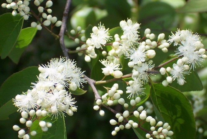 Symplocos Seeds | Symplocaceae