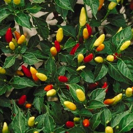 Tabasco Chile Pepper Capsicum annuum Tabasco | BELL Garden Company ...