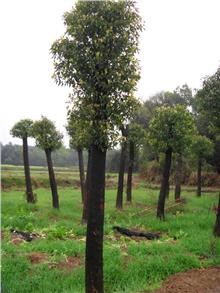 Teak seeds (Tectona grandis)
