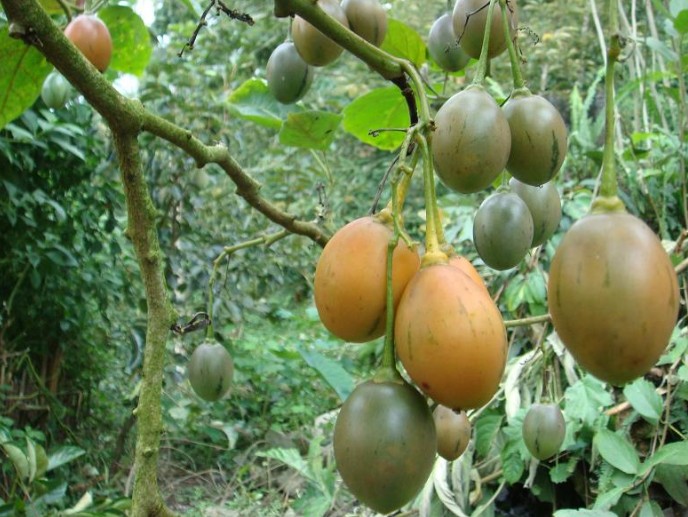 Passion Fruit Tree Pictures - MY Passion Fruit Tree - YouTube - 61 14 fruits juice pineapple.