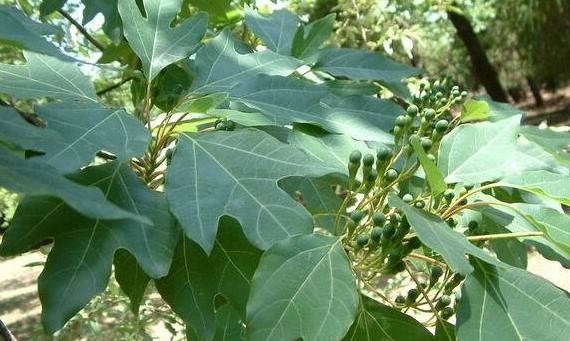 Tzumu seeds (Sassafras tzumu)