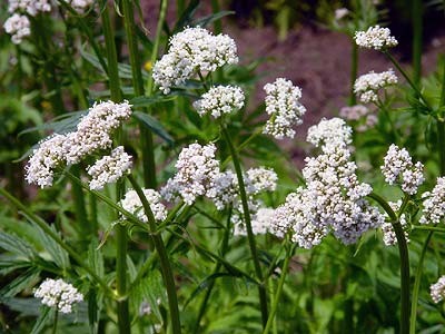 Valerian seeds (Valeriana officinalis)