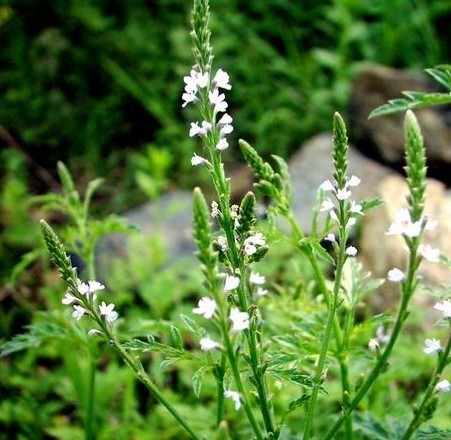 Verbena officinalis Seeds | Vervain
