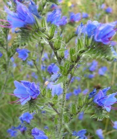 Echium vulgare Seeds | Viper's Bugloss