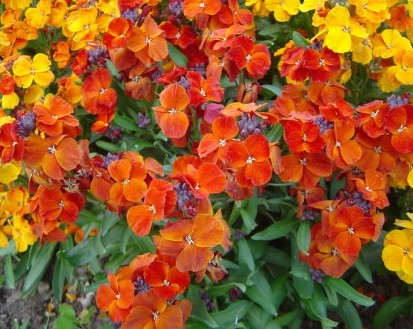 Erysimum cheiri Seeds | Wallflower