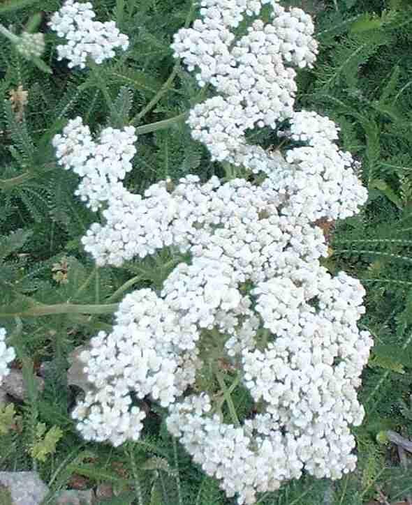 Achillea millefolium Seeds | White Yarrow