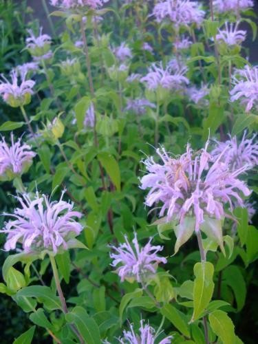 Monarda fistulosa Seeds | Wild Bergamot