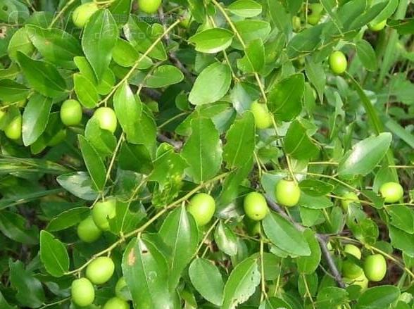 Wild Jujube seeds Sour Jujube seeds Semen ziziphi spinosae | BELL ...