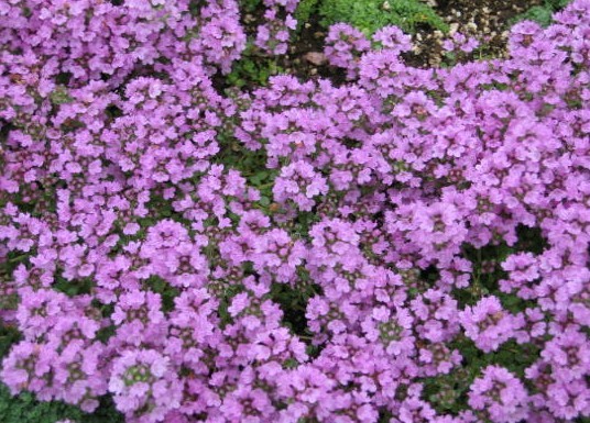 Thymus serpyllum Seeds | Wild Thyme