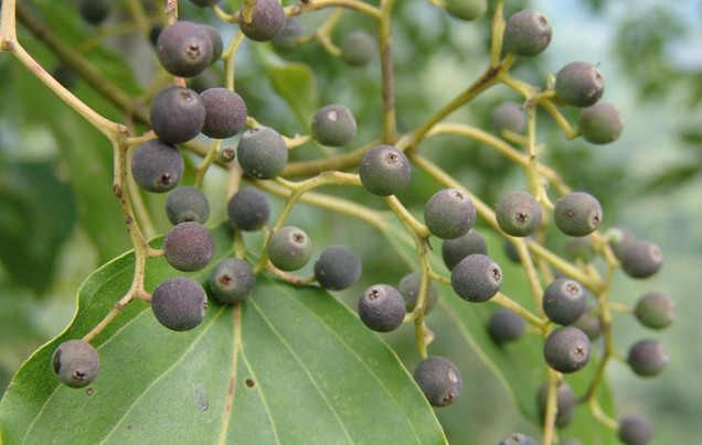Wilson's Dogwood seeds (Swida wilsoniana)