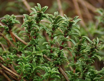 Satureja montana Seeds | Winter Savory