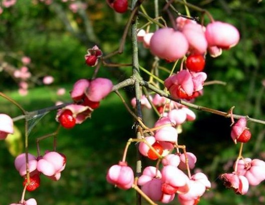 Winterberry Euonymus seeds (Euonymus bungeanus) Winterberry Euonymus seeds (Euonymus bungeanus)