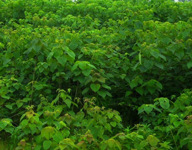 Wonder Tree seeds (Idesia polycarpa) Wonder Tree seeds (Idesia polycarpa)