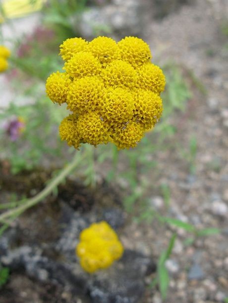 Lonas annua Seeds | Yellow Ageratum