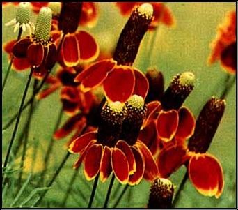Ratibida columnifera Seeds | Yellow Coneflower