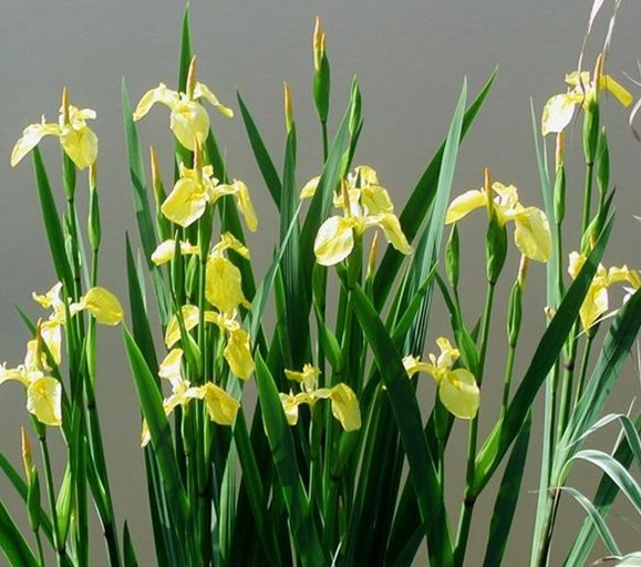Iris pseudacorus Seeds | Yellow Flag