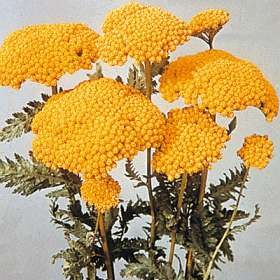 Achillea filipendulina Seeds | Yellow Yarrow