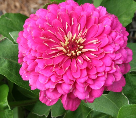 Zinnia seed Pink | BELL Garden Company,Wholesale Plant seeds,Alive ...