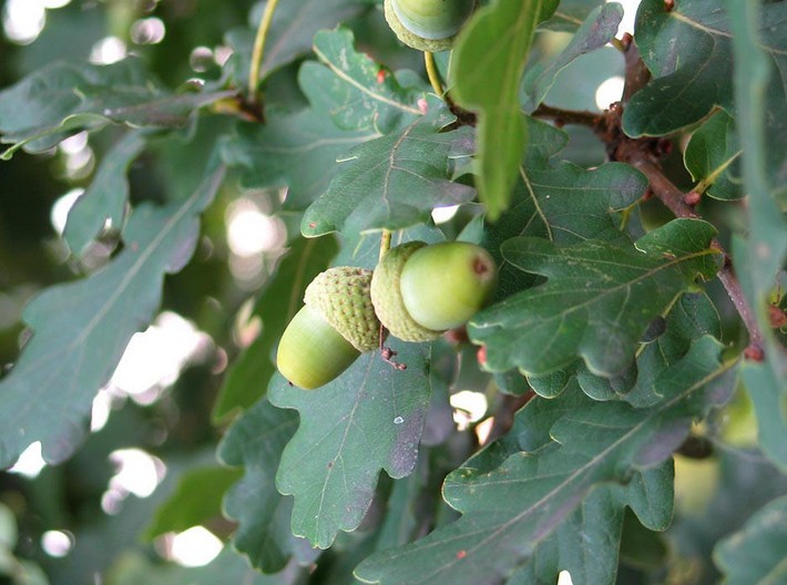 acorn tree seeds