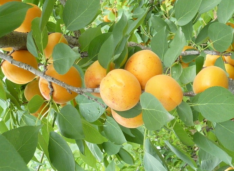 Apricot In Chinese Name at annmcrowell blog