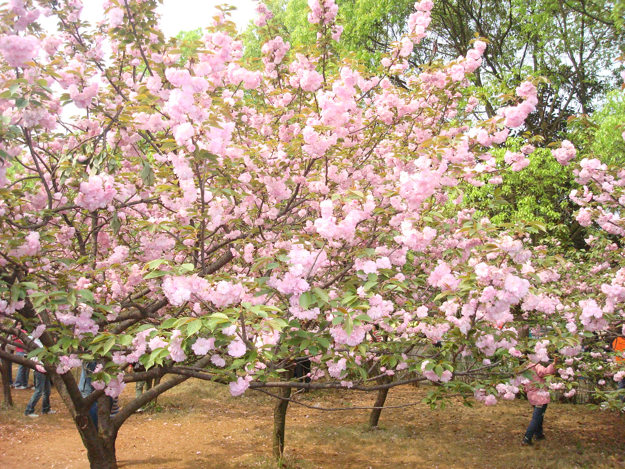 Japanese Flowering Cherry Tree Seeds Prunus serrulata | BELL Garden